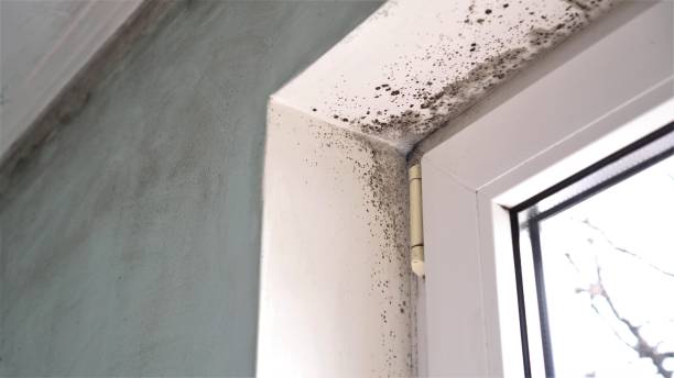 Home Mold Removal in Lexington, NC