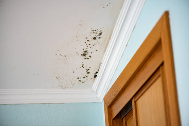 Best Mold Remediation Experts  in Lexington, NC