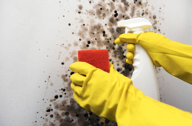 Best Emergency Mold Removal  in Lexington, NC