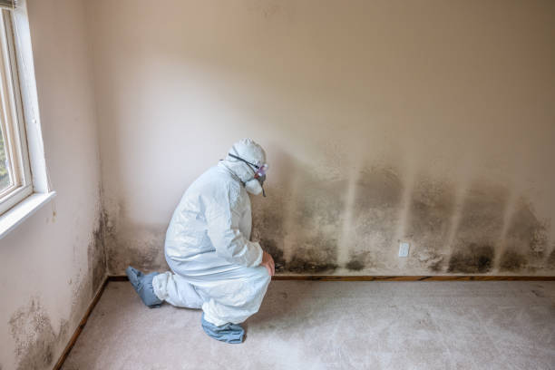 Best Mold Remediation  in Lexington, NC